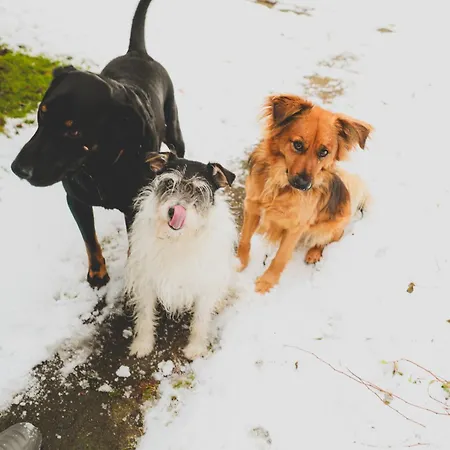 Apartament Szczytny Zakątek *