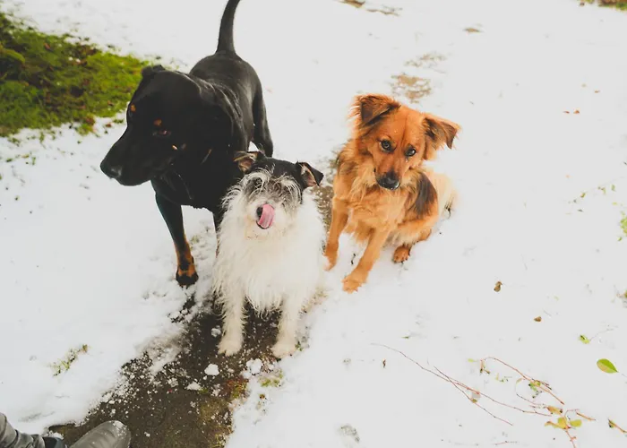 Apartmán Szczytny Zakatek *